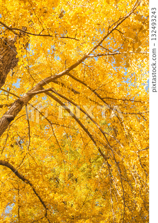 Ginkgo trees shining in the autumn sun 132493243