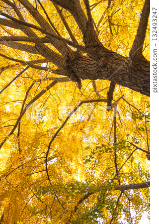 秋日陽光下閃閃發光的銀杏樹 132493247