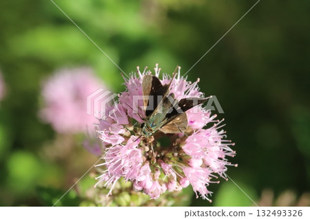 一隻船長蝶在秋季花園裡盛開的淡粉色雛菊花上吸食花蜜 一隻船長蝶在秋季花園裡盛開的淡粉色雛菊花上吸食花蜜 132493326