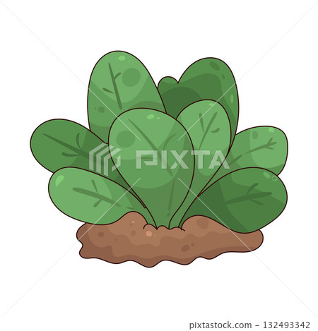 illustration of Lettuce in Soil 132493342