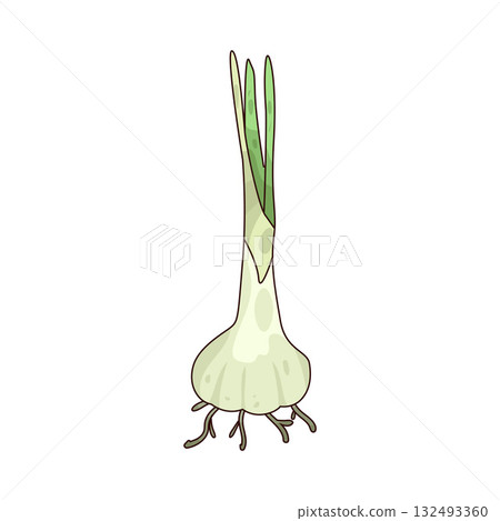 illustration of Garlic illustration of Garlic 132493360
