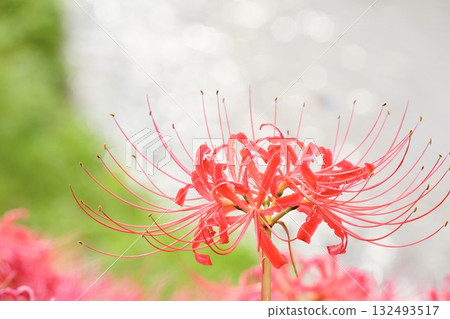 閃閃發光的紅色蜘蛛百合在綠樹叢中脫穎而出 132493517