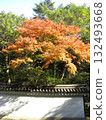火紅：京都御所的楓葉（秋葉特寫） 132493668