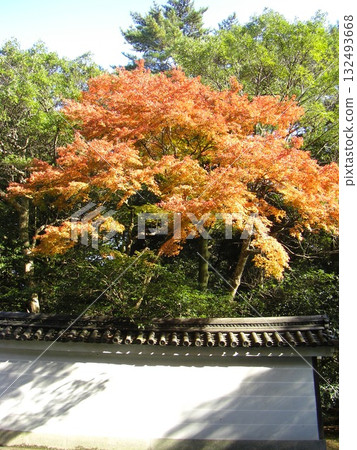 Fiery Red: Maple Leaves at Kyoto Imperial Palace (Close-up of Autumn Leaves) 132493668