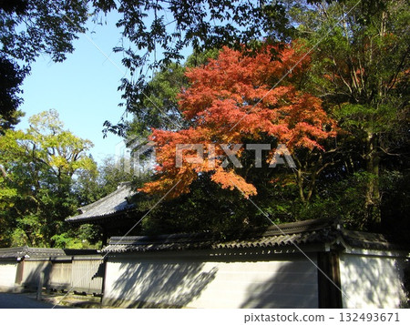 侘寂之秋:皇居花園裡的苔蘚、落葉與石雕 侘寂之秋:皇居花園裡的苔蘚、落葉與石雕 132493671