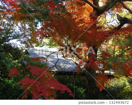 皇居花園的秋天:歷史空間與紅葉的和諧 皇居花園的秋天:歷史空間與紅葉的和諧 132493672
