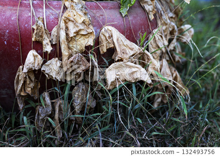 Dry Lotus Leaf Affected By Extreme Heat, A brittle lotus leaf curls under extreme heat, faded edges cracking in harsh light, perfect for a nature photography shot or a climate impact showcase. 132493756