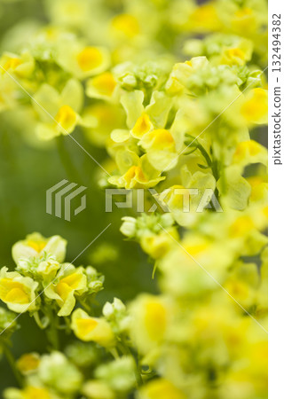 The yellow snapdragon flowers are in full bloom. The flowers are blooming densely. 132494382