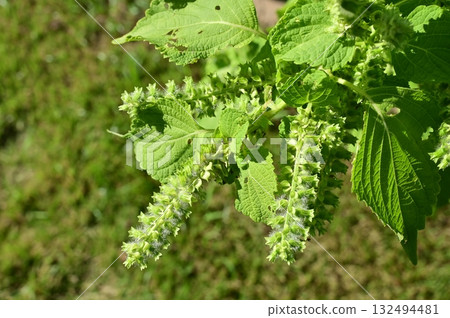 紫蘇(唇形科)一年生植物 紫蘇(唇形科)一年生植物 132494481
