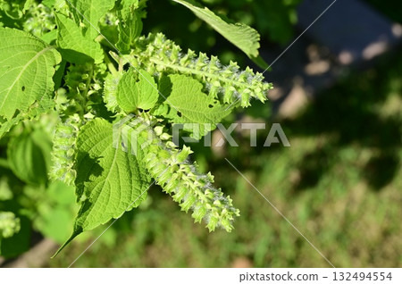 紫蘇（唇形科）一年生植物 132494554