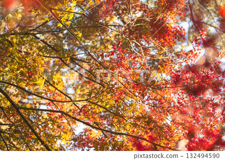 Autumn leaves in the depths of autumn 132494590