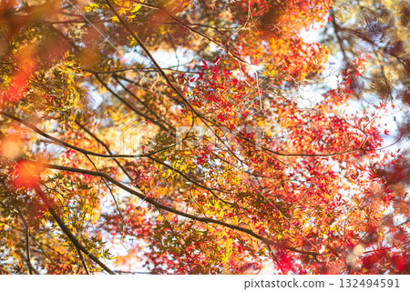 Autumn leaves in the depths of autumn 132494591