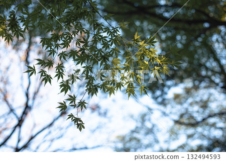 A landscape of green leaves heralding the beginning of autumn 132494593