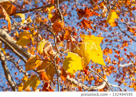 Autumn leaves in the depths of autumn Autumn leaves in the depths of autumn 132494595