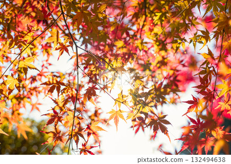 Autumn leaves in the depths of autumn 132494638