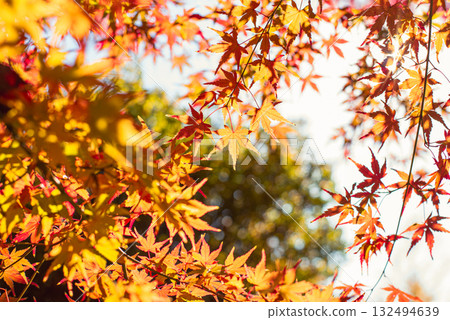 深秋的秋葉 132494639