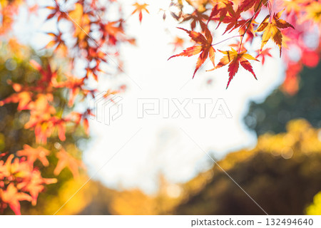 Autumn leaves in the depths of autumn 132494640