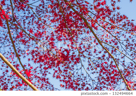 深秋的秋葉 深秋的秋葉 132494664