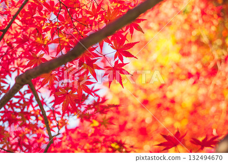 Autumn leaves in the depths of autumn 132494670