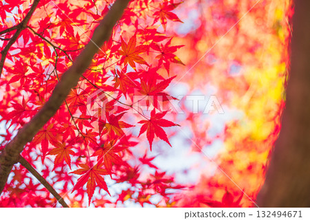 Autumn leaves in the depths of autumn 132494671
