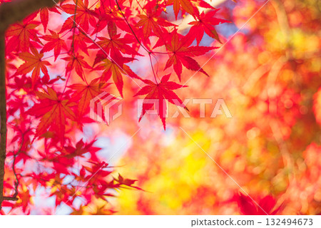 Autumn leaves in the depths of autumn Autumn leaves in the depths of autumn 132494673