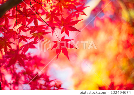Autumn leaves in the depths of autumn Autumn leaves in the depths of autumn 132494674