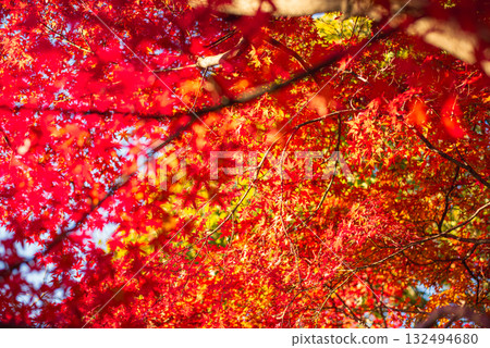 Autumn leaves in the depths of autumn Autumn leaves in the depths of autumn 132494680