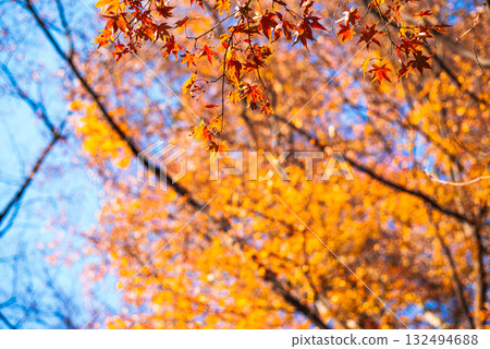 Autumn leaves in the depths of autumn 132494688