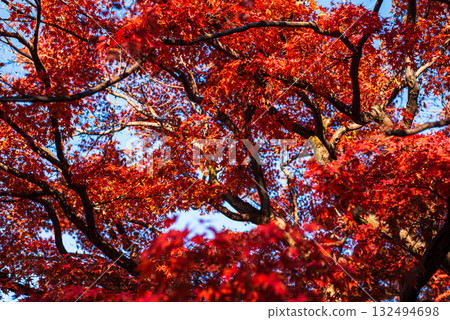 Autumn leaves in the depths of autumn Autumn leaves in the depths of autumn 132494698