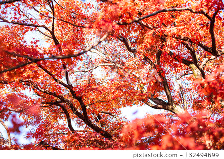 Autumn leaves in the depths of autumn Autumn leaves in the depths of autumn 132494699