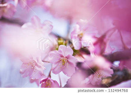 Kawazu cherry blossoms are blooming under the blue sky. 132494768