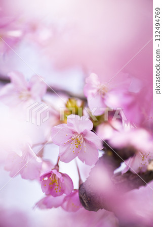 藍天下，河津櫻（Kawazuzakura）花盛開。 132494769