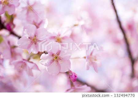 藍天下,河津櫻(Kawazuzakura)花盛開。 藍天下,河津櫻(Kawazuzakura)花盛開。 132494770