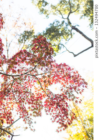 Autumn leaves in the depths of autumn Autumn leaves in the depths of autumn 132494780