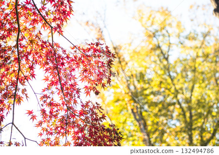 Autumn leaves in the depths of autumn Autumn leaves in the depths of autumn 132494786