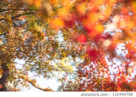 Autumn leaves in the depths of autumn Autumn leaves in the depths of autumn 132494789