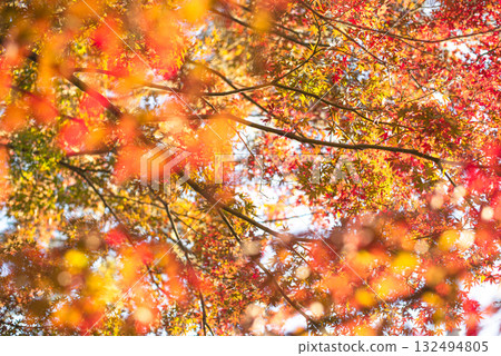 深秋的秋葉 132494805