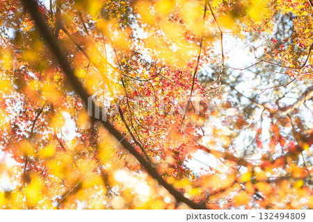 深秋的秋葉 深秋的秋葉 132494809