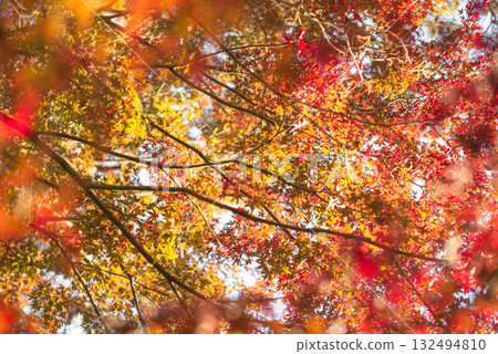 深秋的秋葉 132494810