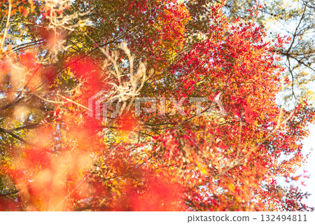 深秋的秋葉 132494811