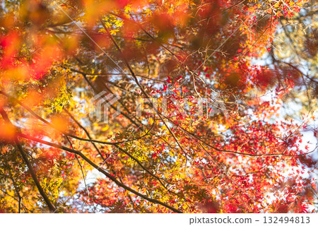 Autumn leaves in the depths of autumn Autumn leaves in the depths of autumn 132494813