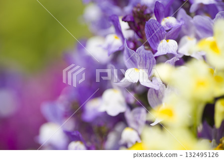 公園的花壇裡，五彩繽紛的金魚草盛開著。 132495126