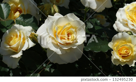 多朵中等大小的奶油色玫瑰,右側視圖 多朵中等大小的奶油色玫瑰,右側視圖 132495230