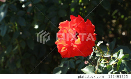 紅玫瑰在秋日陽光下閃耀，左側橫向 132495235