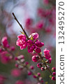 花桃花盛開。 132495270