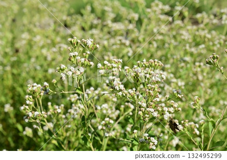 Asteraceae (Asteraceae) A perennial plant of the stevia genus 132495299