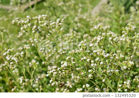 Asteraceae (Asteraceae) A perennial plant of the stevia genus 132495320