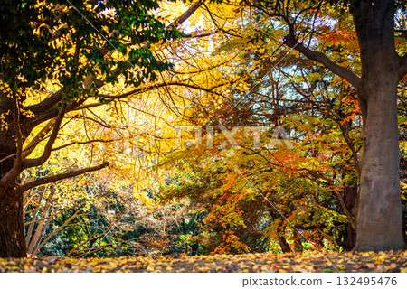 An autumn landscape woven with colorful red and yellow leaves An autumn landscape woven with colorful red and yellow leaves 132495476