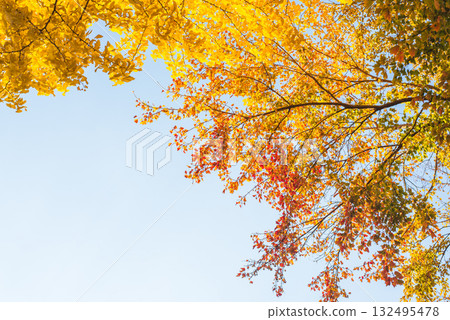 色彩繽紛的紅葉和黃葉交織成的秋日風景 132495478