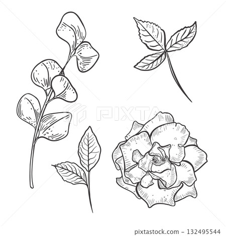 Rose flower and eucalyptus branch set black white vector illustration. Hand drawn gardenia and foliage line art. Floral contour drawing for wedding invitations, packaging. Camellia leaves sketch. 132495544